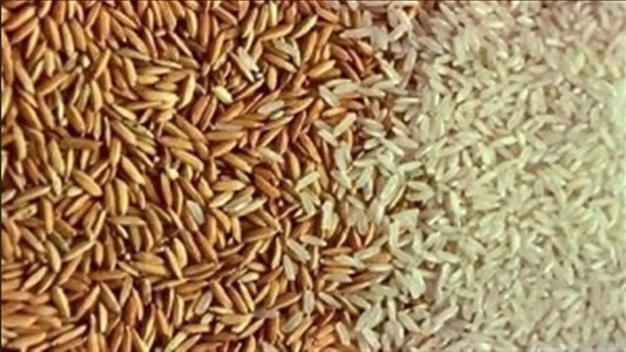 تذبذب الأسعار.. قيمة طن الأرز الشعير بمستهل تعاملات الاثنين في أسواق طنطا